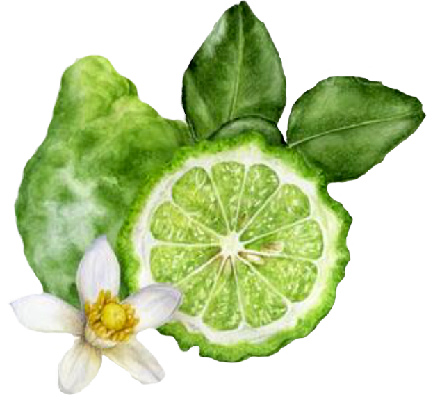 Lime with leaves
